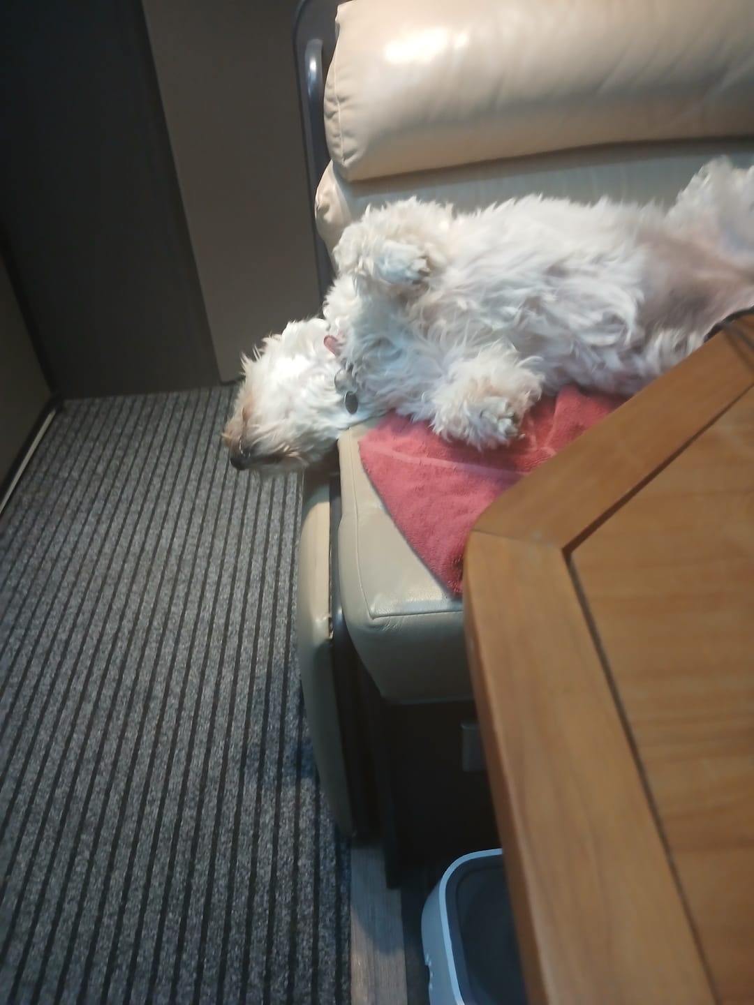 Customer photo review of Dog Bark Silencer