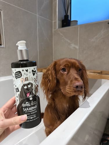 Customer photo review of Best in Breed Dog Shampoo