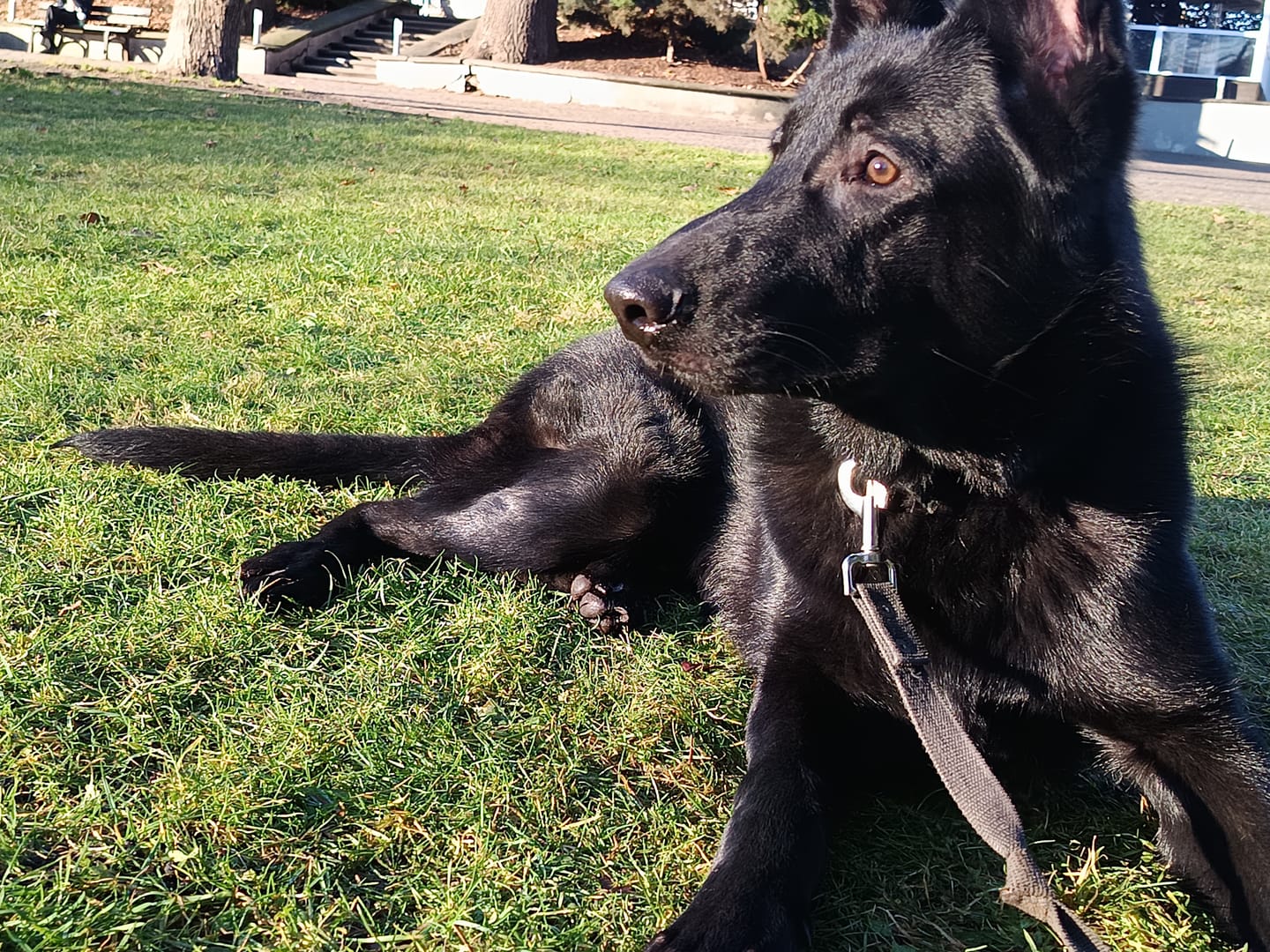 Customer photo review of Best Breeders MEDIUM/MAXI Puppy (30/15) ar zivīm