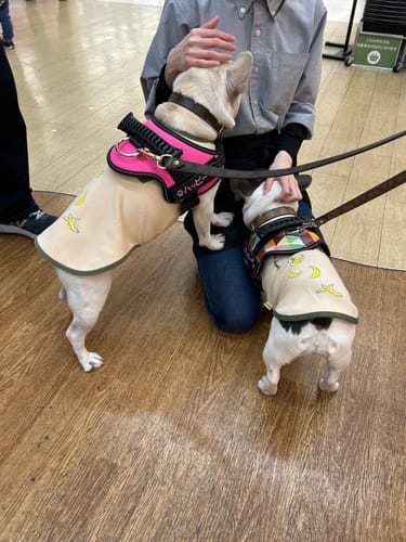 Customer photo review of 【プレミアム版】FunFunPet 高機能ハーネス （お名前タグ作成サービス付き）