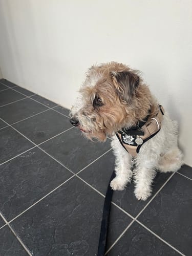 Customer photo review of Dog Harness Active X Sahara