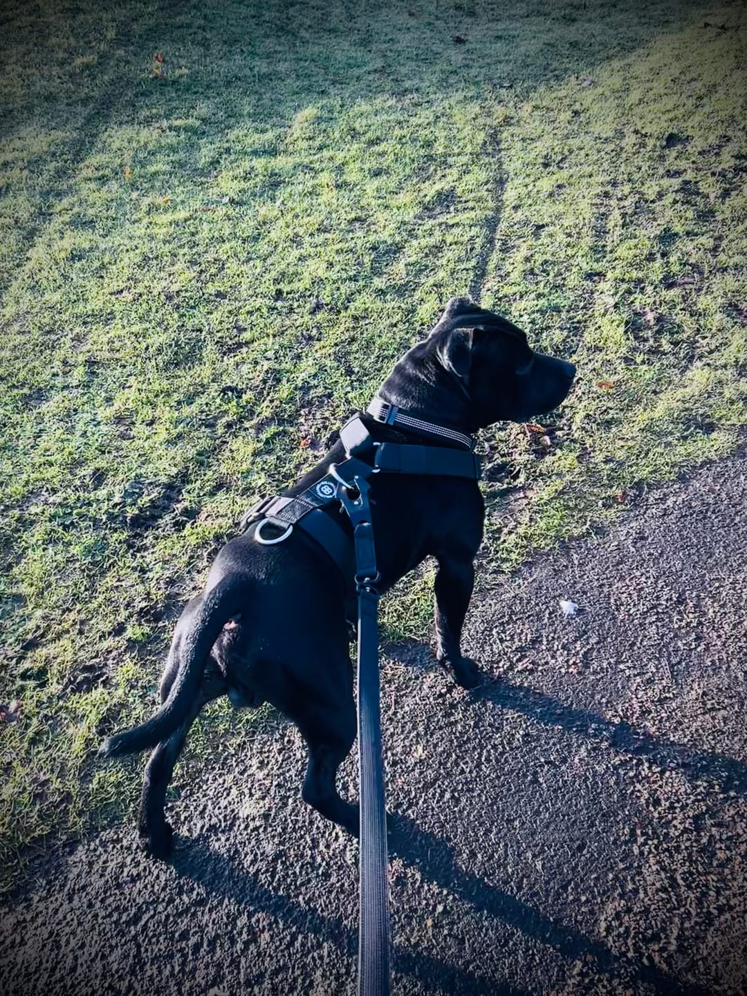 Customer photo review of 1.4m Lighter Swivel Combat Lead | Anti-Tangle & Secure Clip - Black x Black