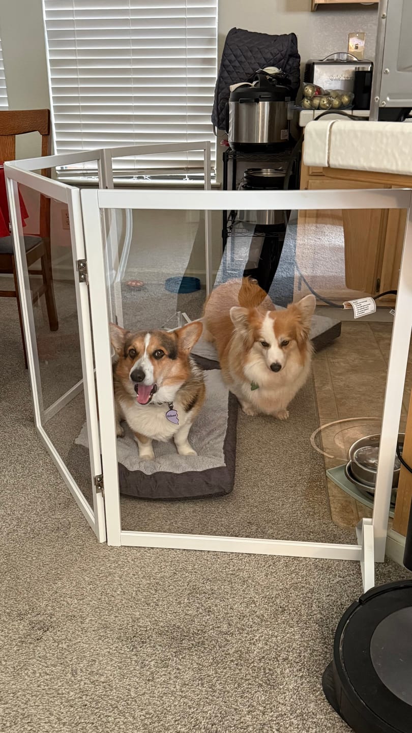 Customer photo review of FairyBaby Clear Freestanding Foldable Dog Gate