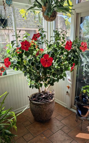 Customer photo review of Houseplant Pest Spray