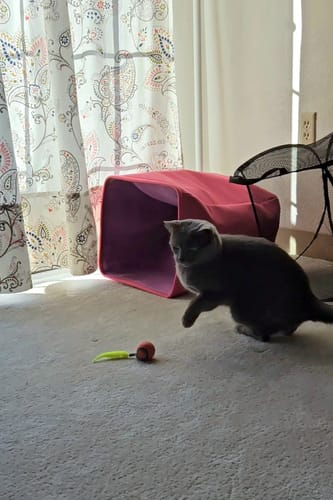 Carri T. review of SPEEDY TAIL 2.0 image 1 out of 1