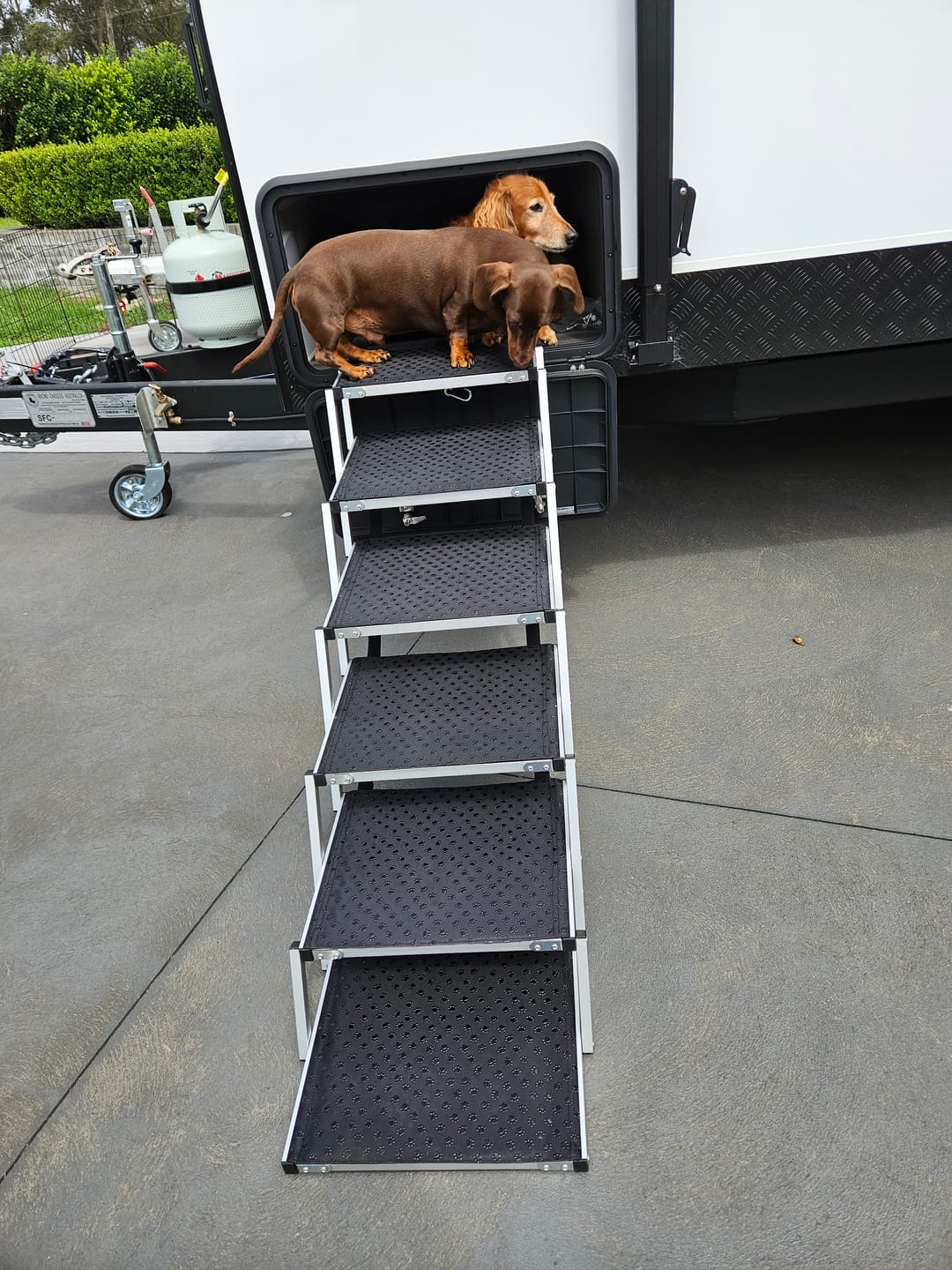Customer photo review of PaWz Foldable Aluminum Pet Steps