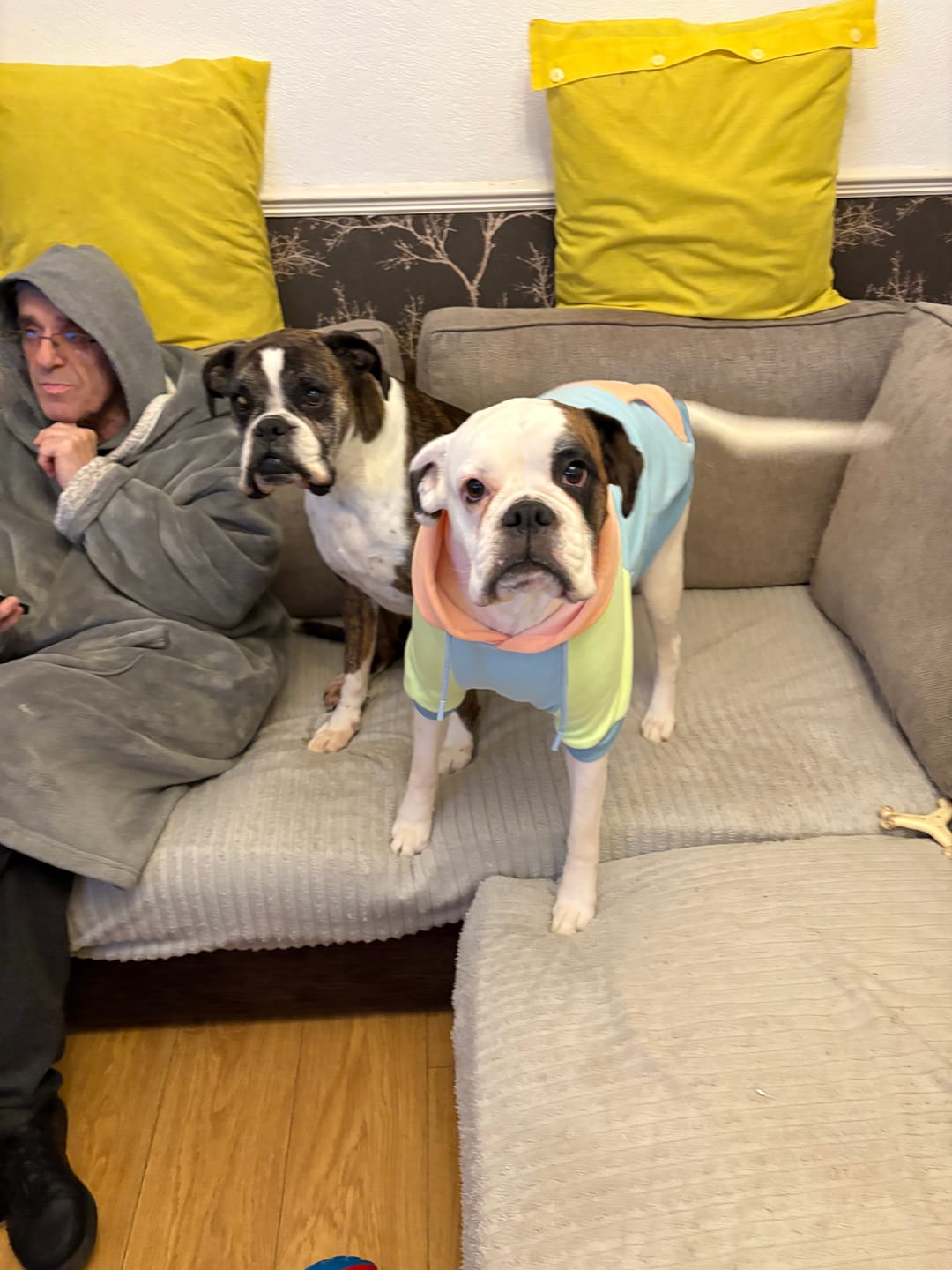 Customer photo review of Jelly Bean Dog Hoodie