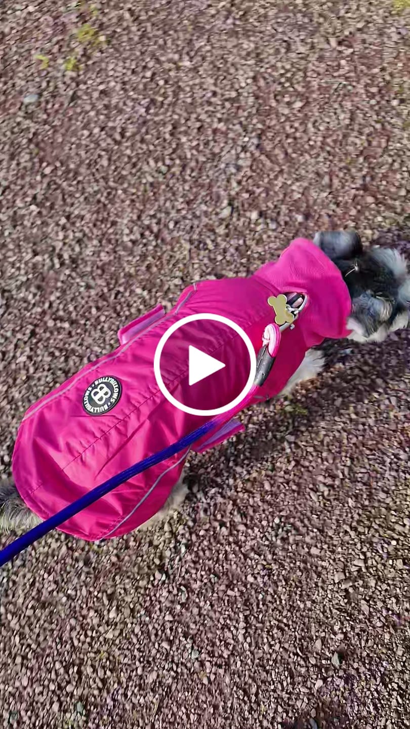 Customer video review of Dog Coat With Zip - Shower Proof - Carminerose