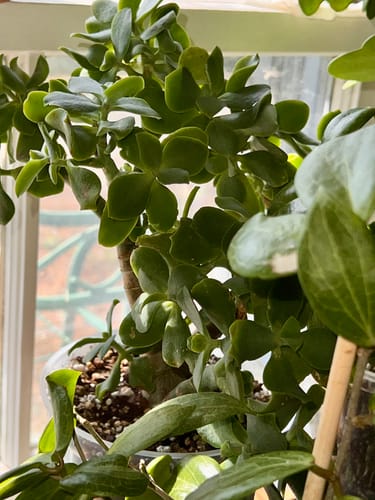 Customer photo review of Fungus Gnat Death Drops