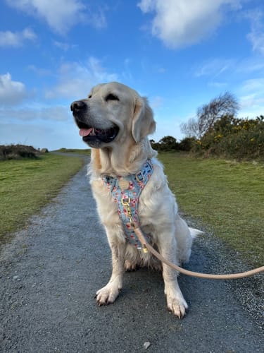 Customer photo review of Disney© Tough Trails™ Harness - Winnie The Pooh