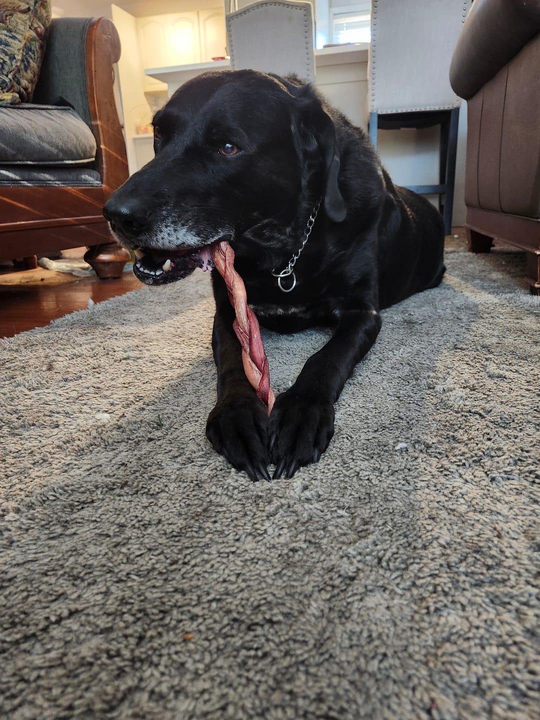 Customer photo review of 12 Inch Standard Braided Bully Stick