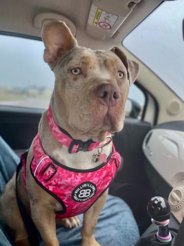 Customer photo review of 1.4m Swivel Combat Lead | Anti-Tangle & Secure Clip - Bubblegum