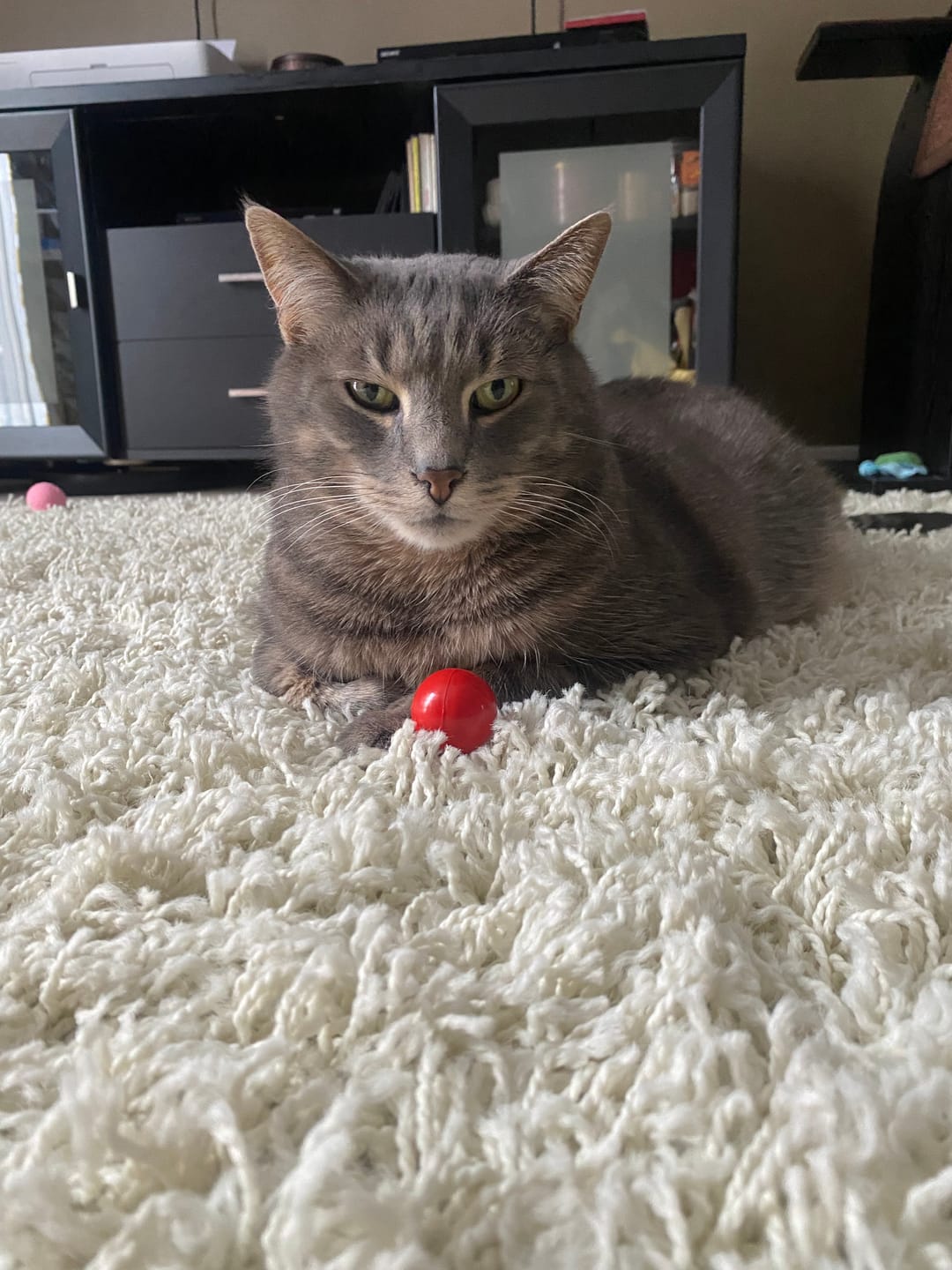 Customer photo review of NEW! - Pop 'n Purr Candy
