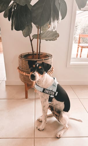 Customer photo review of Walk Essentials