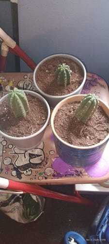 Customer photo review of San Pedro Cactus | Trichocereus (Echinopsis) Pachanoi