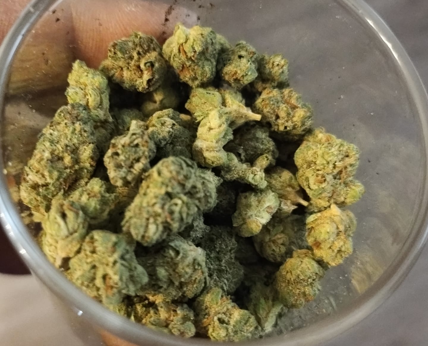 Customer photo review of Gush Mintz Light Assist THCA