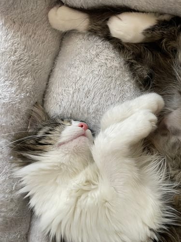 Customer photo review of 1 Month Supply – 1 Cat