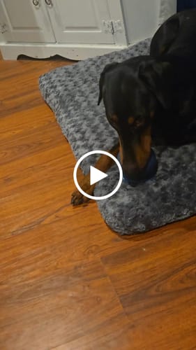 Customer video review of Freezball Bundle 90 Grams Fillers