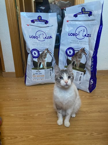 Customer photo review of Cat Adult