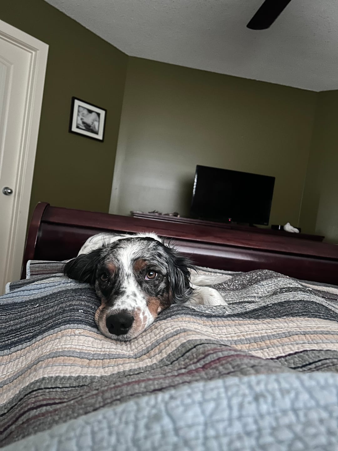 Customer photo review of 6 Inch Jumbo Braided Bully Stick