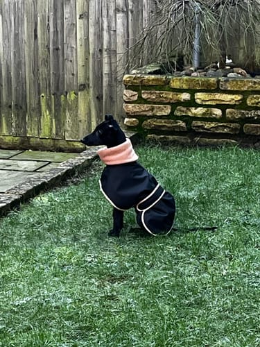 Customer photo review of Sighthound Coat with Harness Hole & Snood