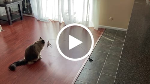 John O. review of SPEEDY TAIL 2.0 image 1 out of 1