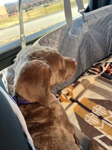 Customer photo review of NEW Waterproof Hard Bottom Car & Truck Seat Foldable Hammock Cover With Storage Pockets, Side Flaps, Headrest Straps, Seat Anchors, & Mesh Window (+FREE SAFETY BELT!)