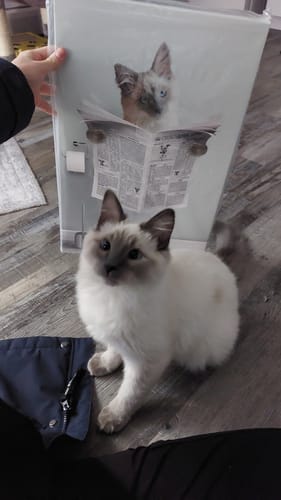 Customer photo review of Restroom Pet Portrait - Custom Pet Art