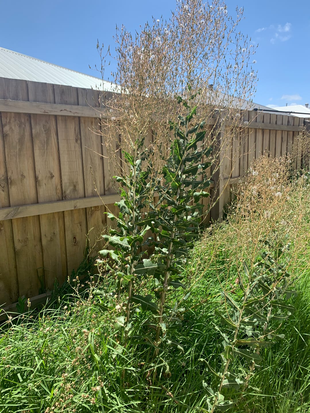 Customer photo review of X-LINE 2.4mm Round Commercial Grade Brushcutter Trimmer Line 430m Spool