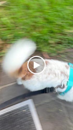 Customer video review of SUPATUFF® Strong Dog Harness Turquoise (Slim Fit)