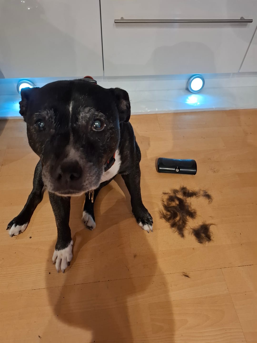 Customer photo review of Dog Deshedding Comb - Dog, Horse & Cat - Black