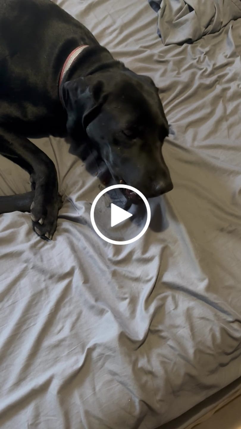 Customer video review of 6 Inch Beef Jerky Stick