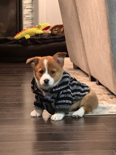 Customer photo review of Free & Easy Return or Exchange Coverage + Package Protection