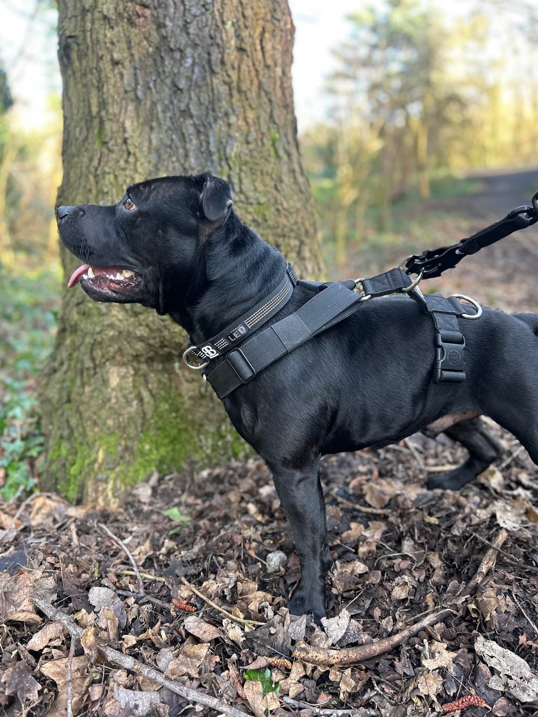 Customer photo review of Training Anti Pull TRI-Harness® | M-XL Breeds - Black