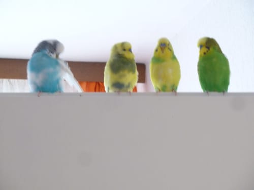 Customer photo review of Welli Mix 1