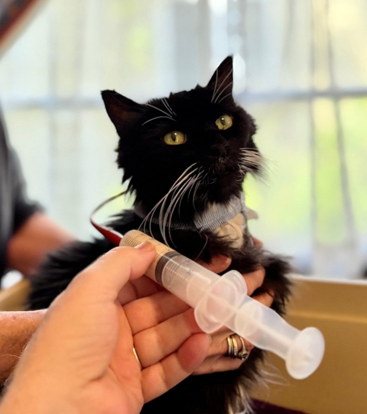 Customer photo review of Royal Canin Veterinarian Diet - Recovery Convalescence Liquid (4 pack- 8 oz each)