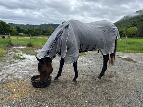 Susie M. review of Rambo Protector Fly Rug NEW image 1 out of 1
