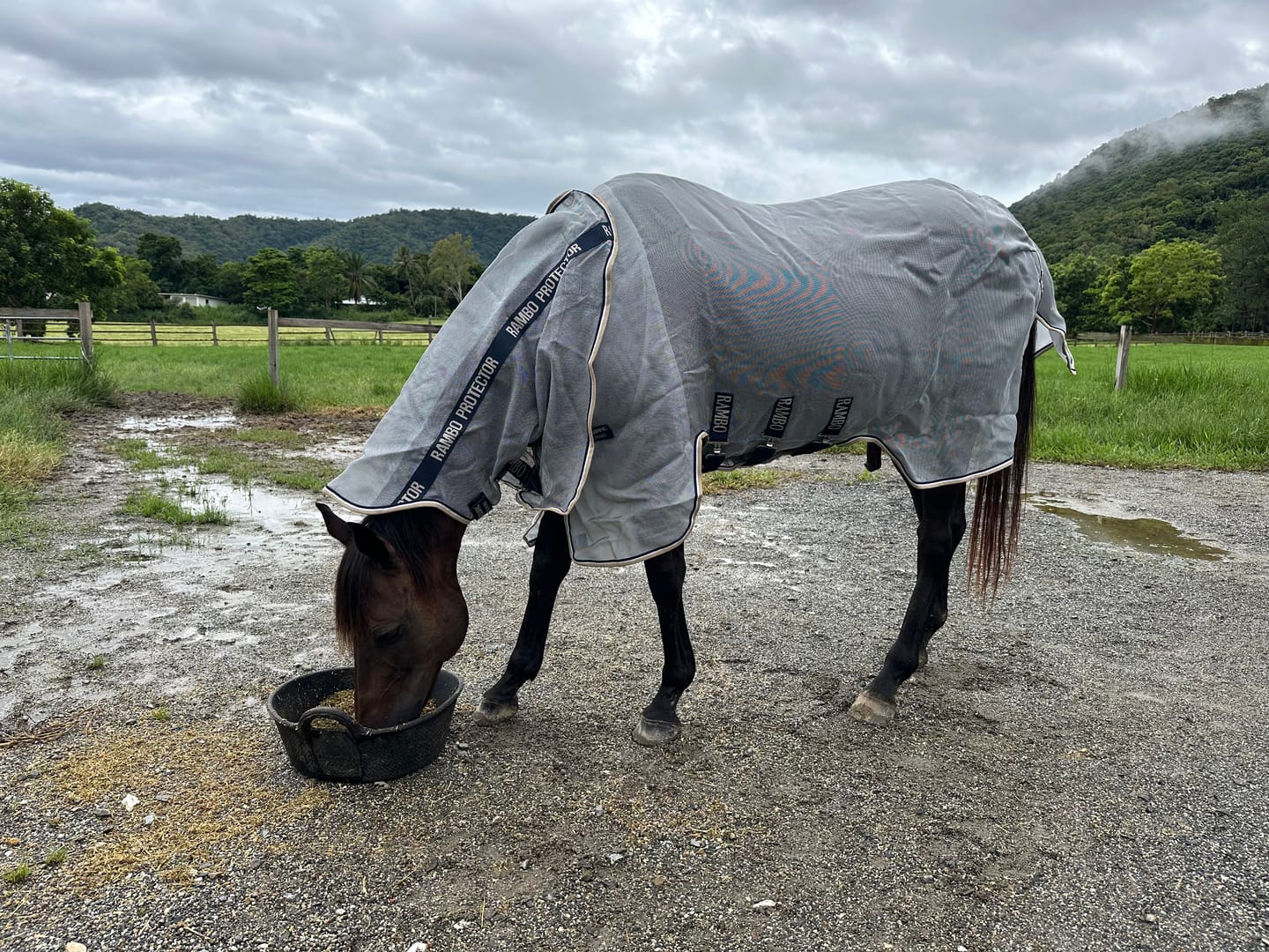 Customer photo review of Rambo Protector Plus Fly Rug
