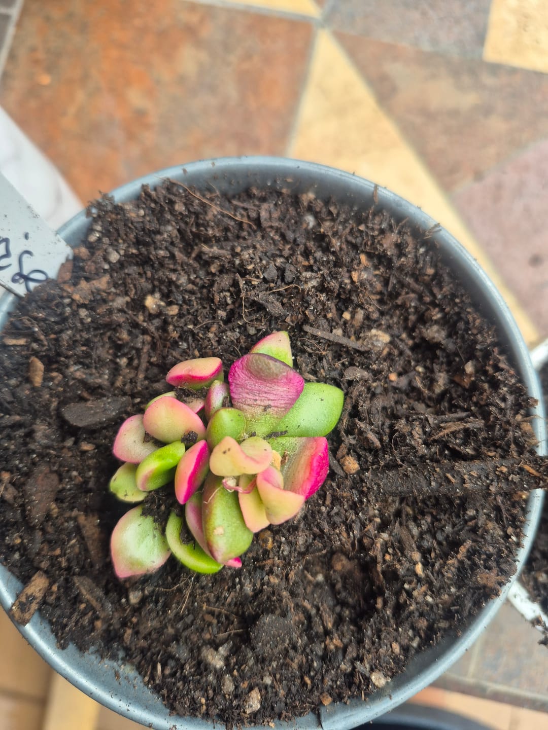 Customer photo review of Anacampseros telephiastrum variegata 'Sunrise'