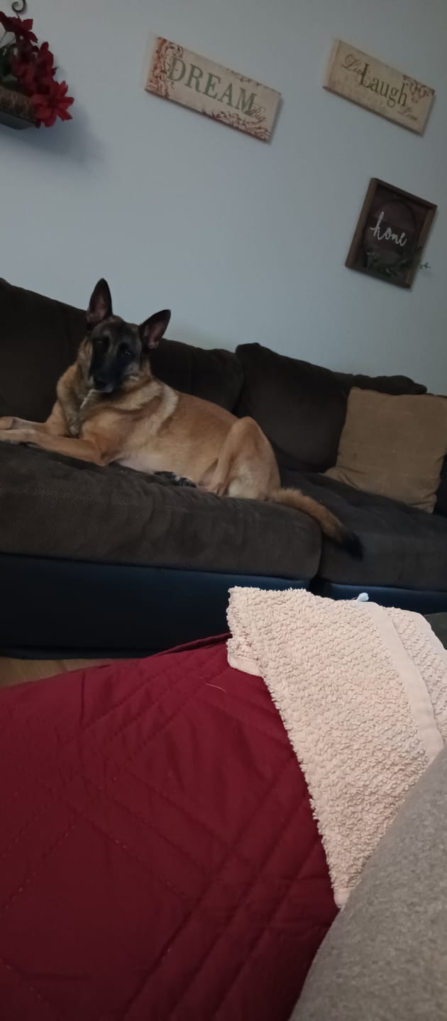 Customer photo review of 12 Inch Jumbo Braided Bully Stick