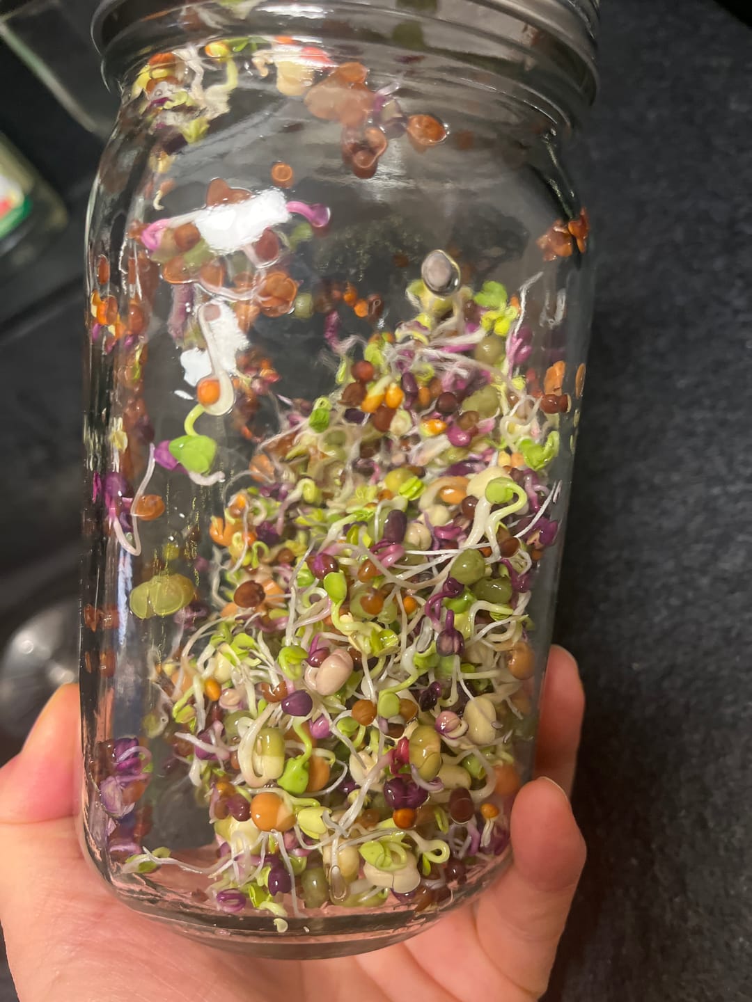 Customer photo review of Sprossenmix ‘Salat‘