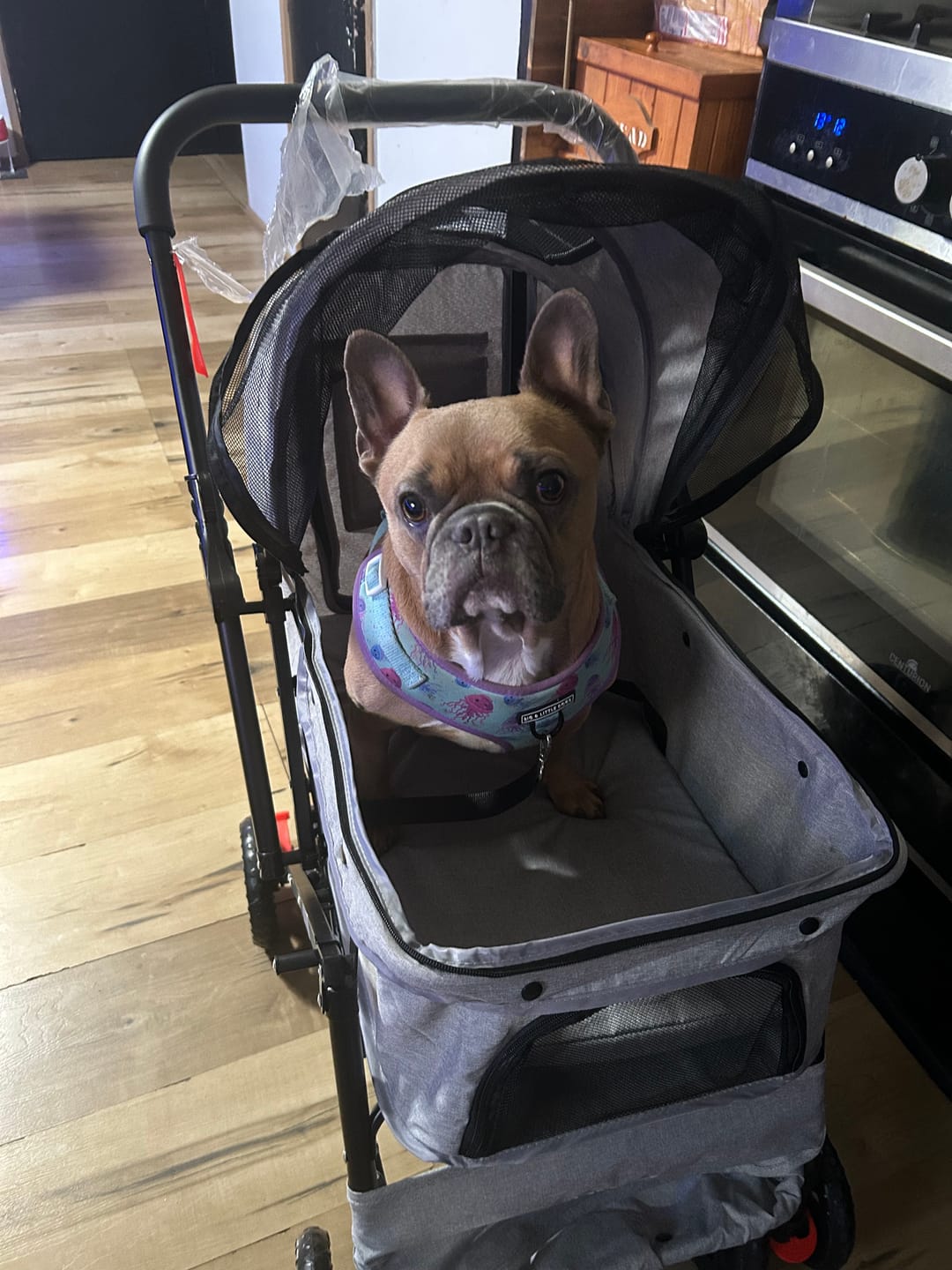 Customer photo review of PaWz Pet Dog Stroller Pram 4 Wheels