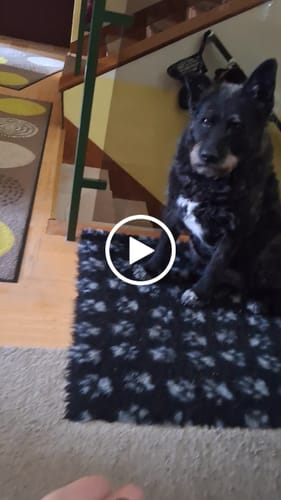 Customer video review of Gimme More! mit Huhn