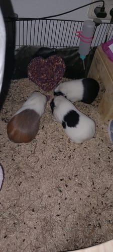 Customer photo review of Valentinsherzen