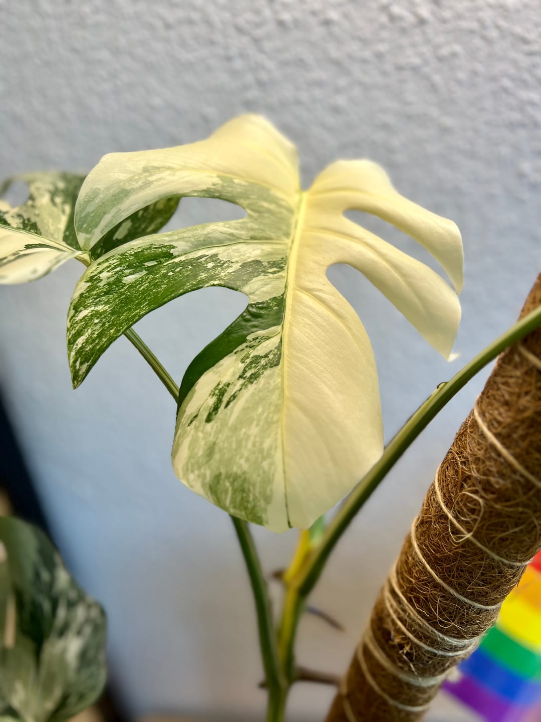 Customer photo review of Monstera Deliciosa Variegata