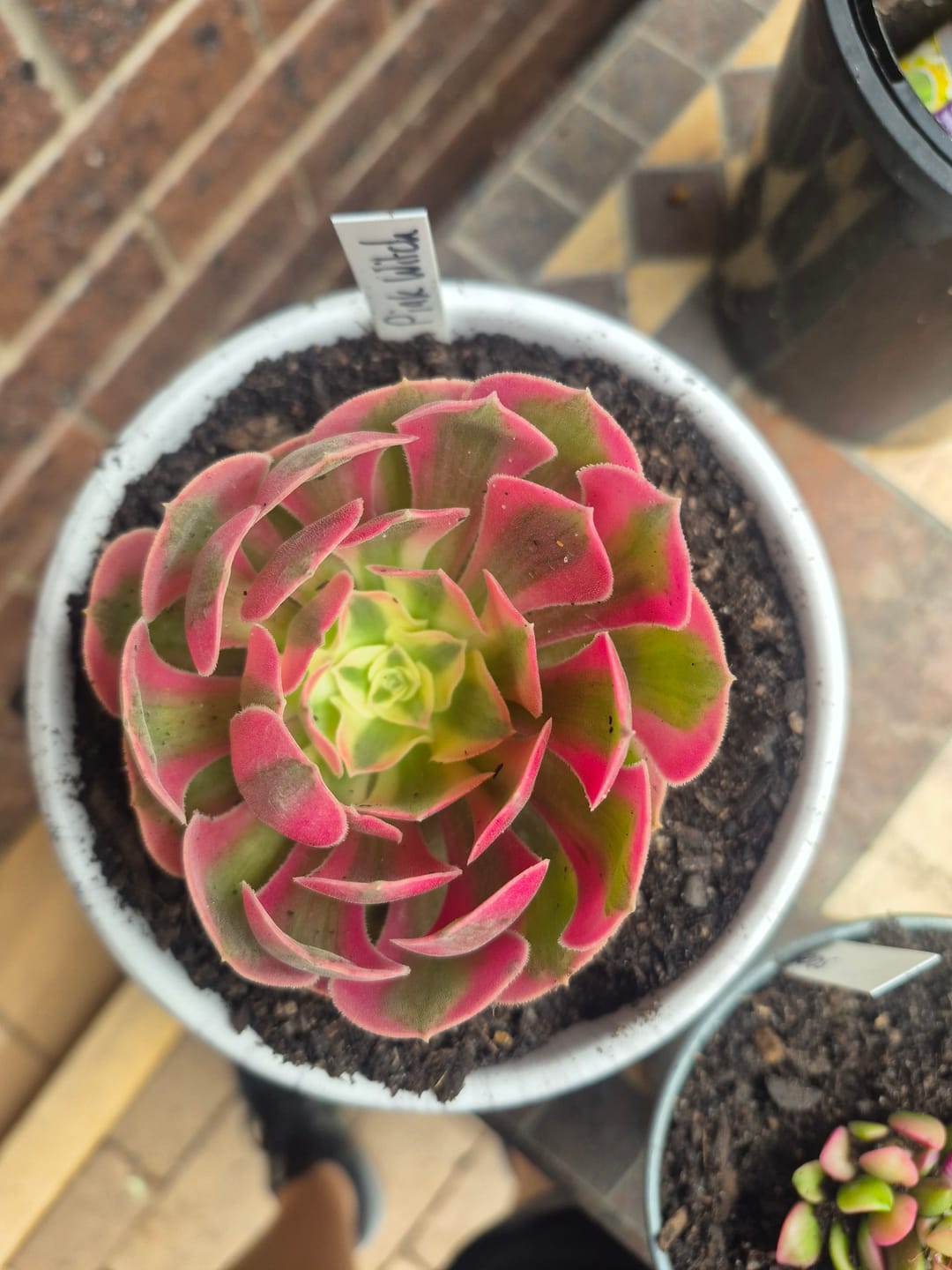 Customer photo review of Aeonium 'Pink Witch'