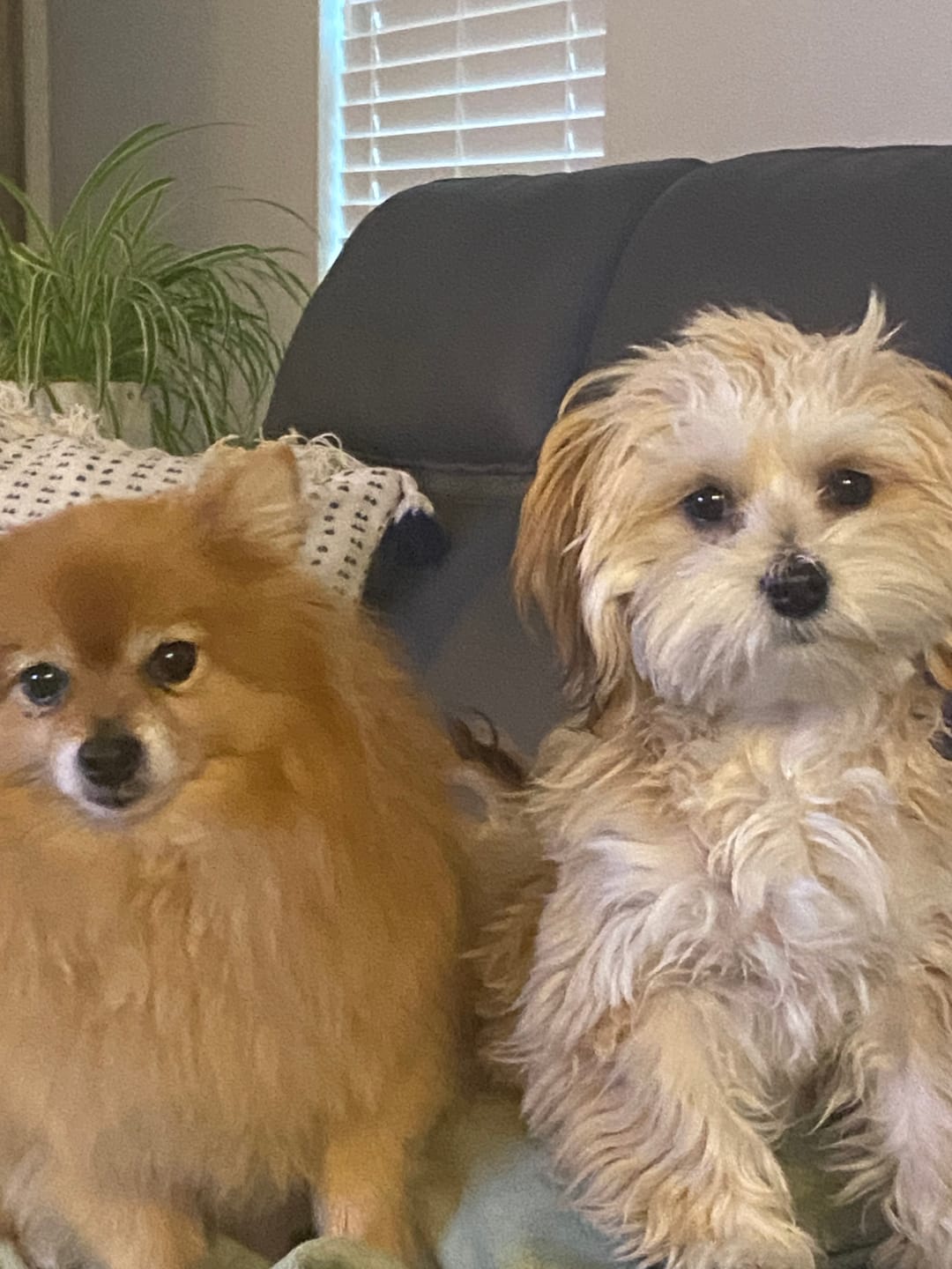 Customer photo review of Pig Ear Treats for Dogs