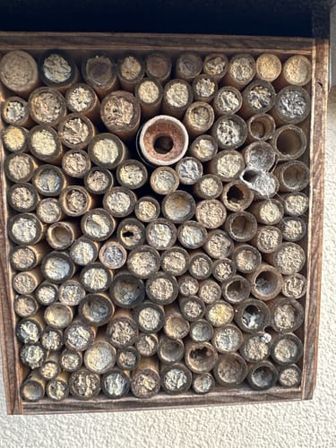Customer photo review of Mauerbienenkokons - Gehörnte Mauerbiene