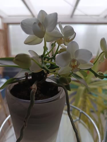 Customer photo review of Bonsaiorchidee Nazare mit weißen Blüten und 3+ Rispen