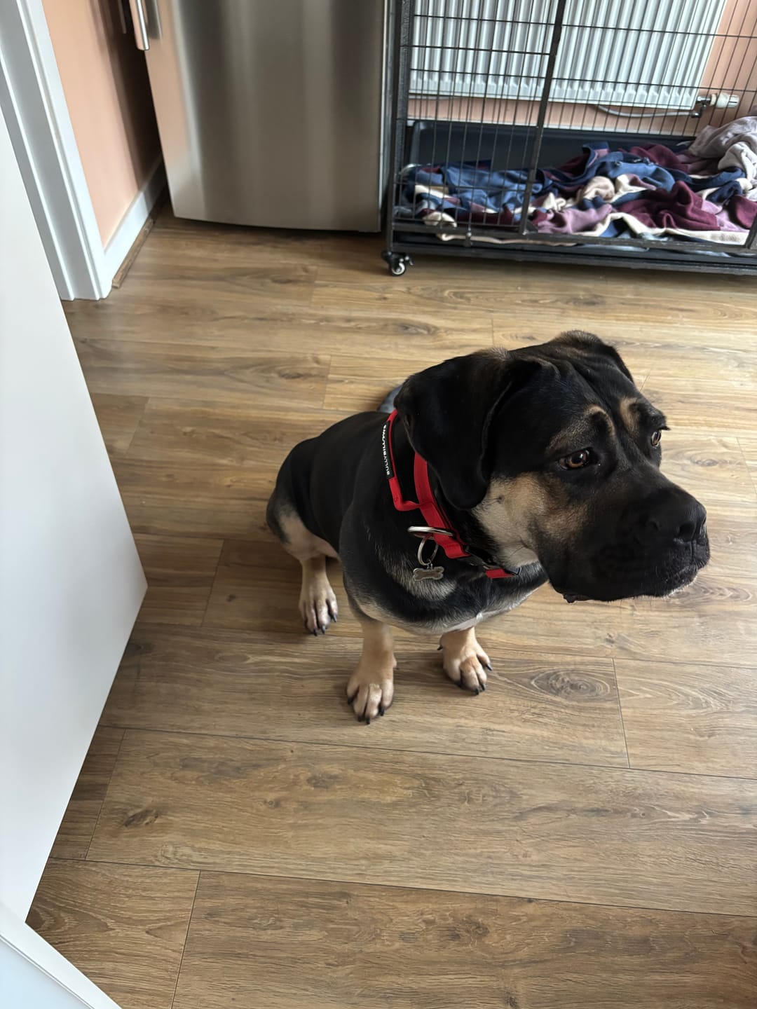 Customer photo review of 4cm Combat® Collar | Handle & Rated Clip - Red